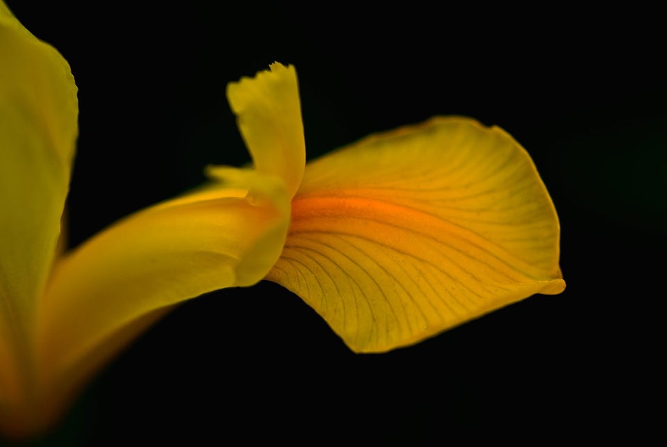 Blossom bloom flower