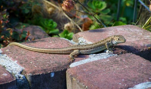 Reptile animal at the same time