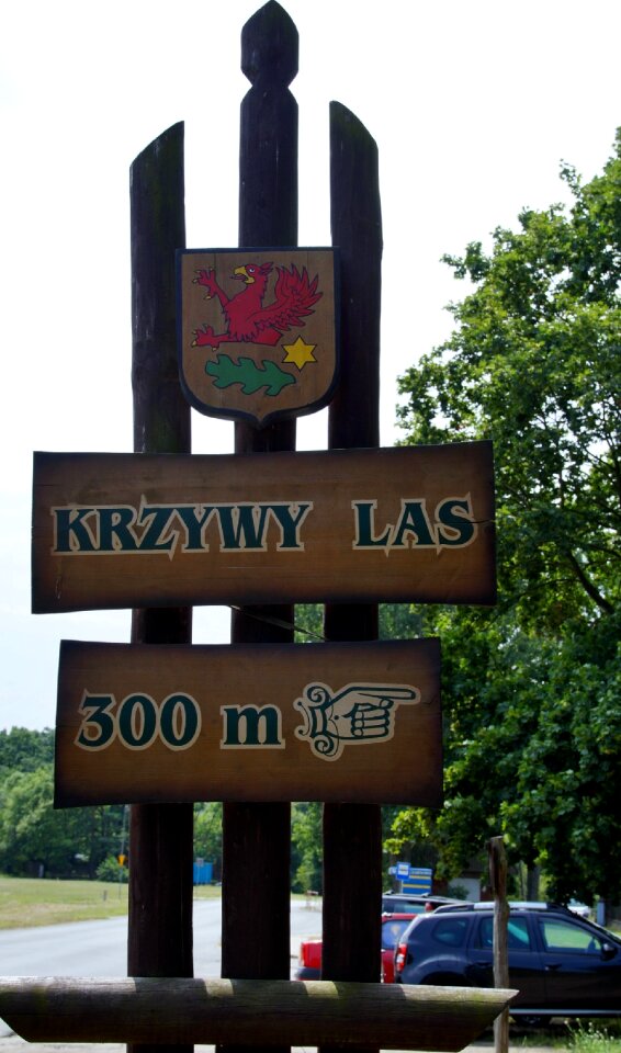 Crooked forest krzywy las poland