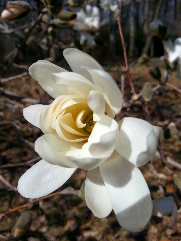 Tree nature plant