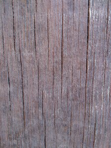 Bark nature old
