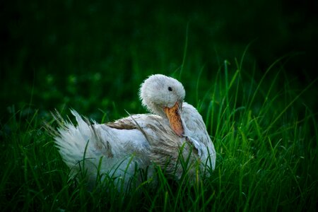 Bird animal nature photo