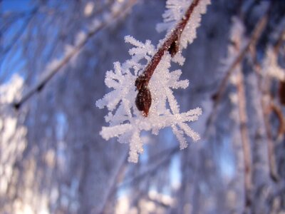 Branch iced plant photo