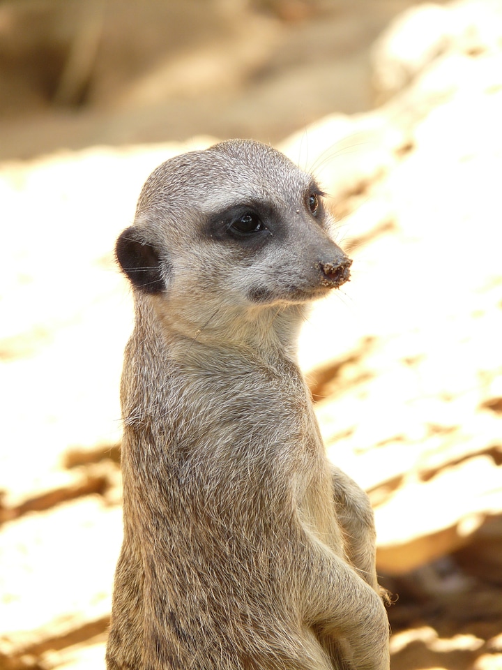 Africa zoo ausschau