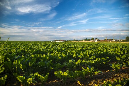 Vegetable plot sky landscape