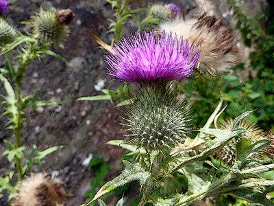 Purple flower symbol