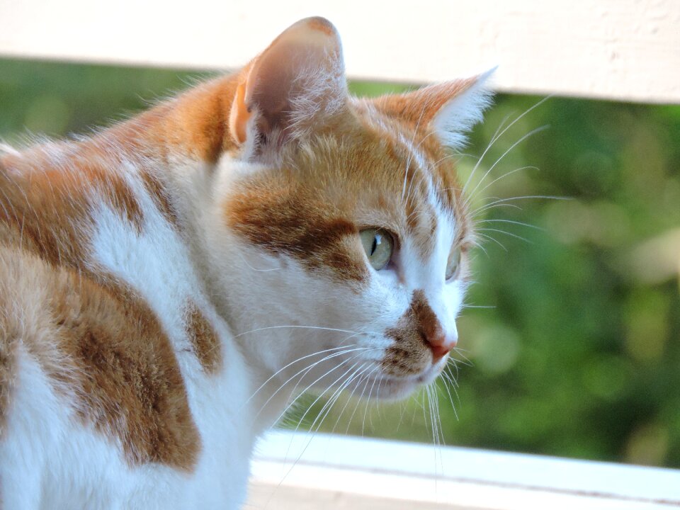 Cat domestic animal feline
