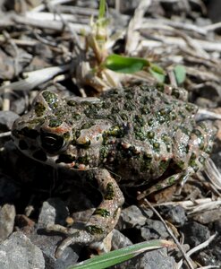Green toad frog pond