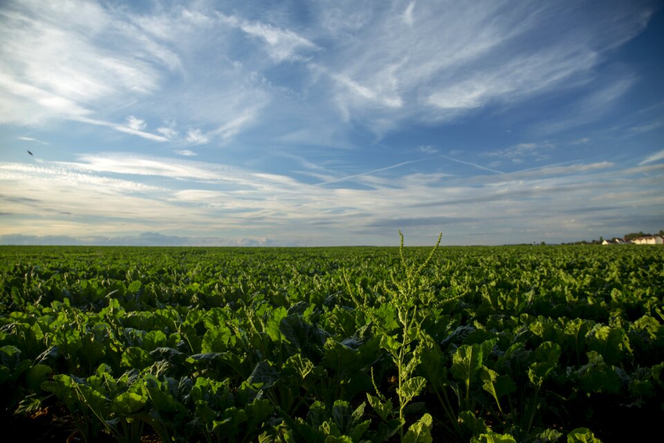 Vegetable plot sky landscape