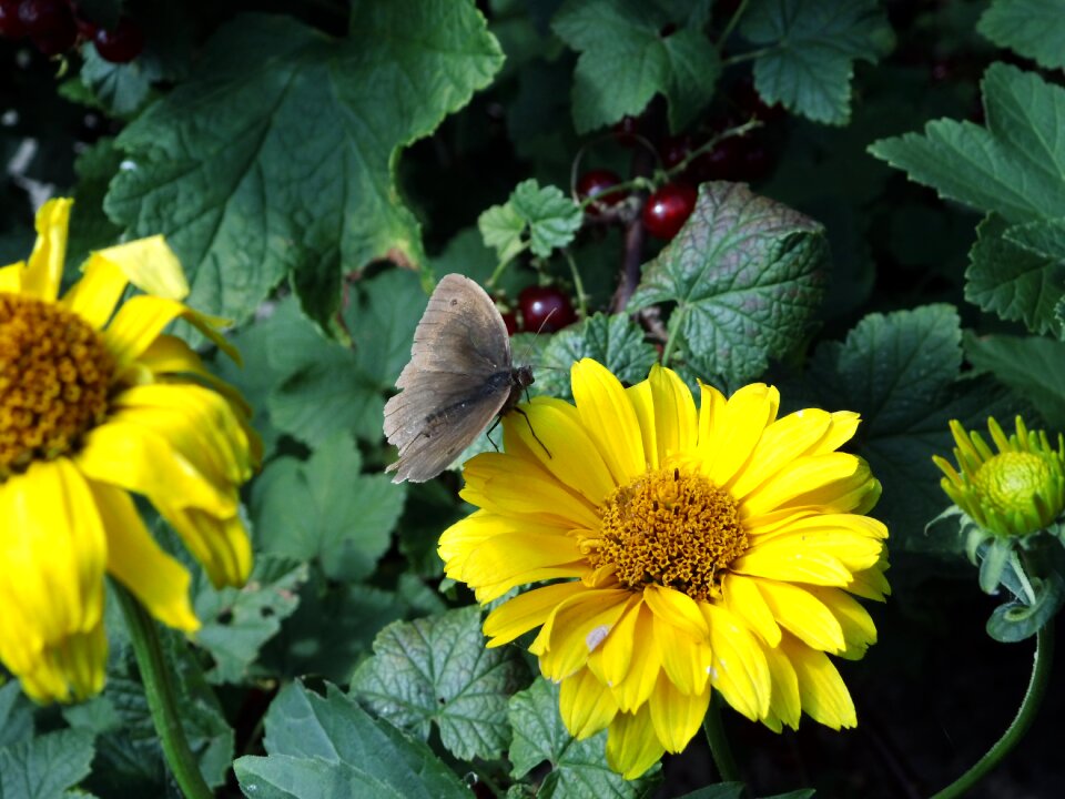 Grey nature summer