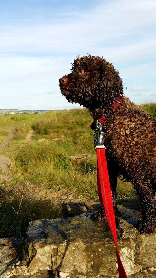 Springer outdoors puppy