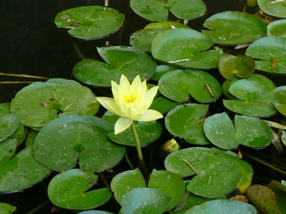 Pond white green