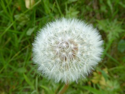 Summer weeds plant photo