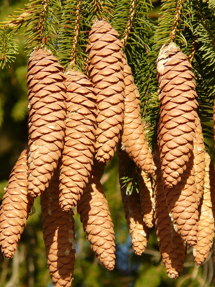 Conifer common spruce picea abies