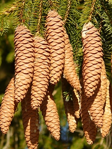Conifer common spruce picea abies