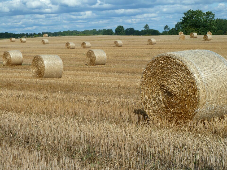 Landscapes summer nature