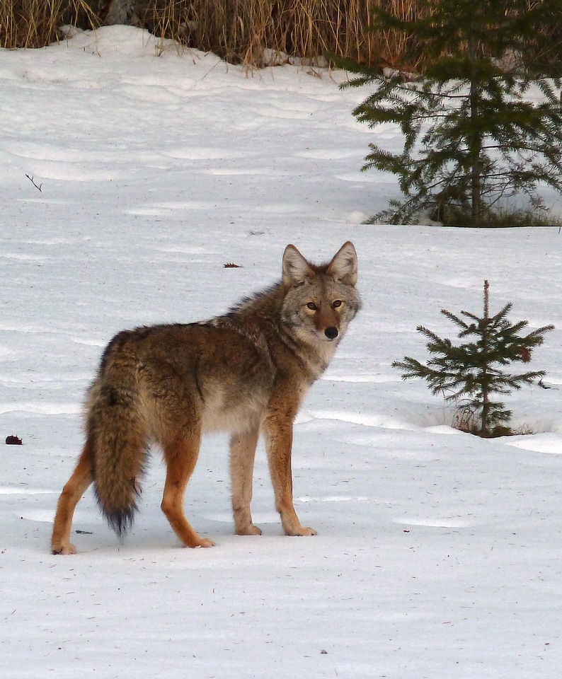 Canine wild life nature photo