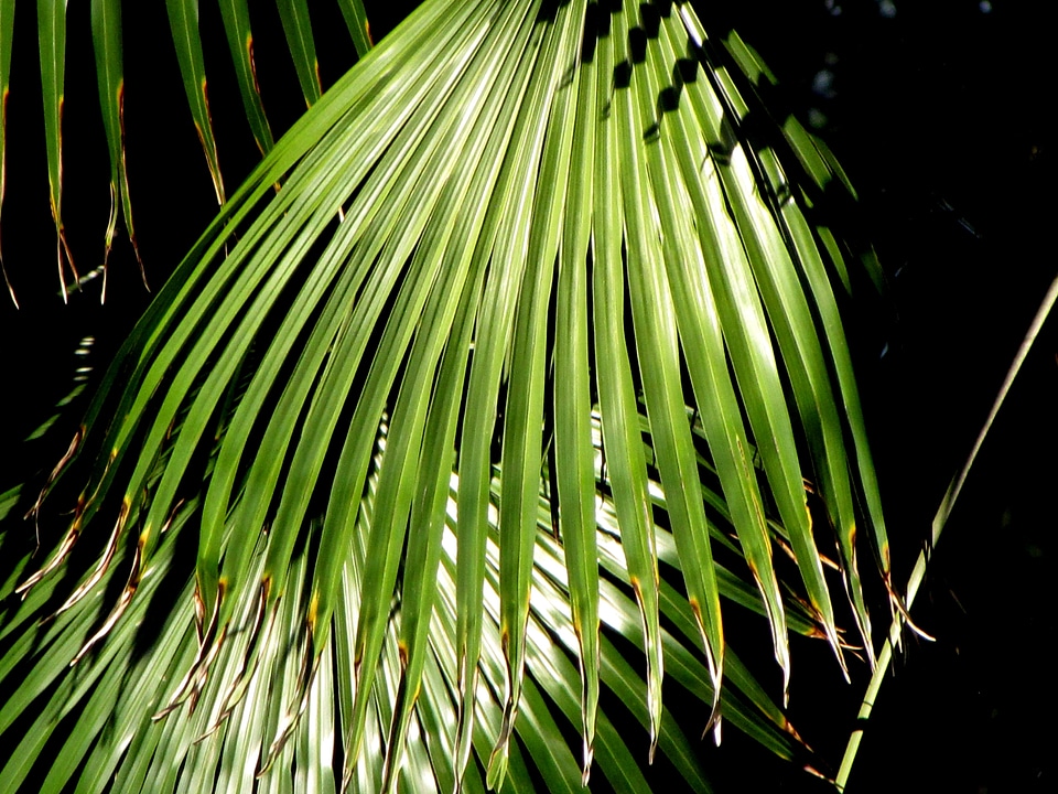 Plant green tropical