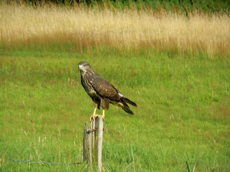 Bird common buzzard bird of prey