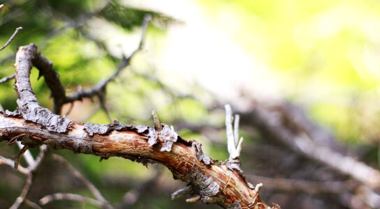 Branches environment