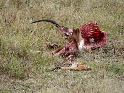 Animal mammal wildlife