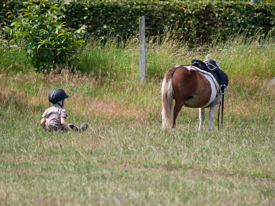 Children pony horse