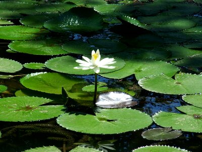 Vitória régia flower lake