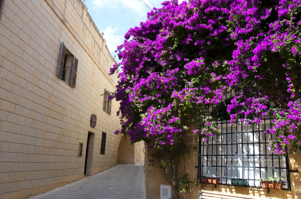Bouganvilla alley climbing plant