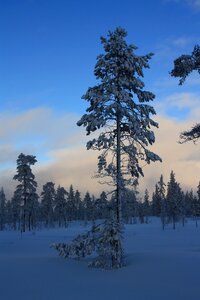 Snow evening sweden