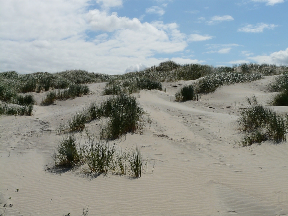 Beach sand marram grass