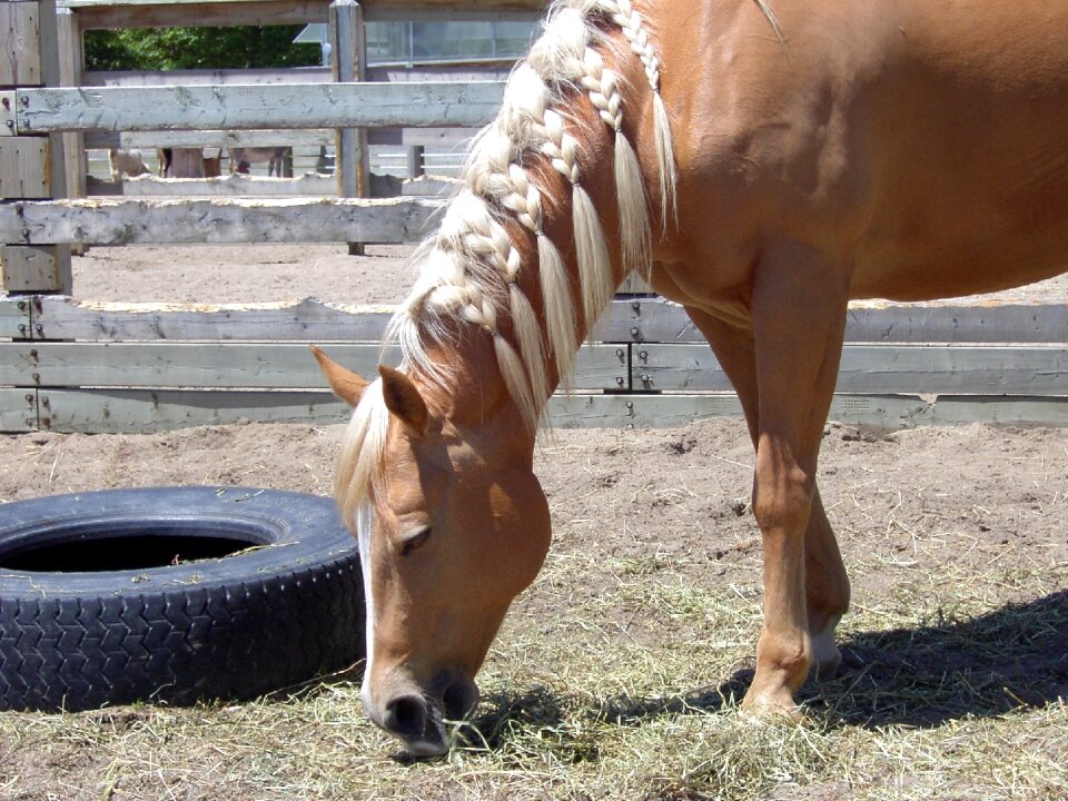 Plait tire wooden fence