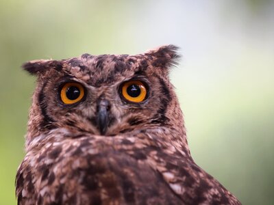 Animal animals nature