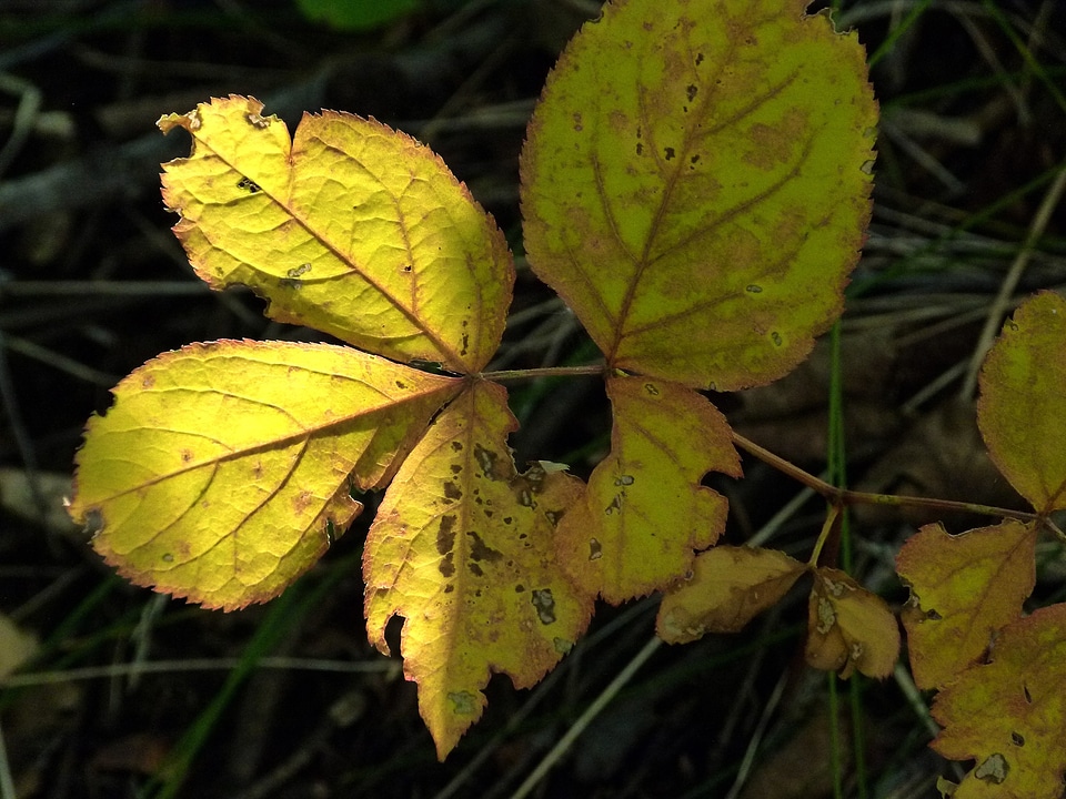 Foliage landscape season