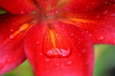 Nature blossom floral