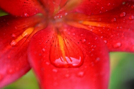 Nature blossom floral photo