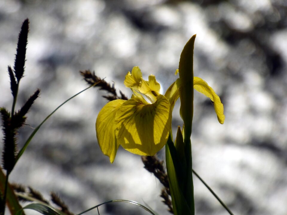 Summer plant sweden