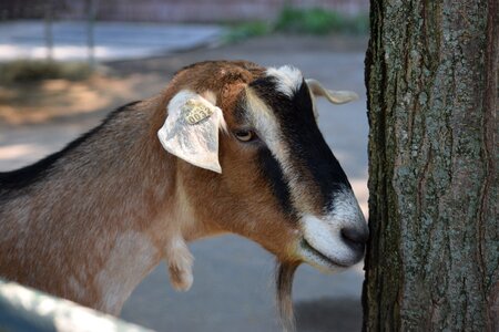 Shy nose on tree
