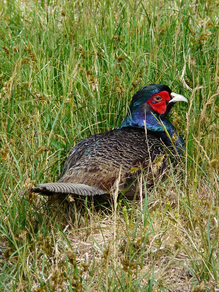Species hahn colorful