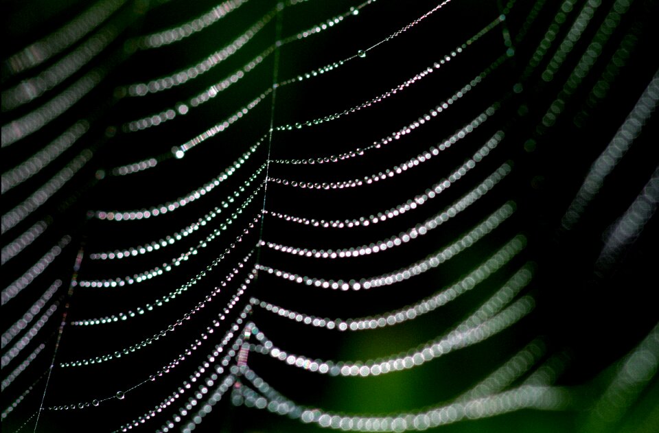 Nature spider morning