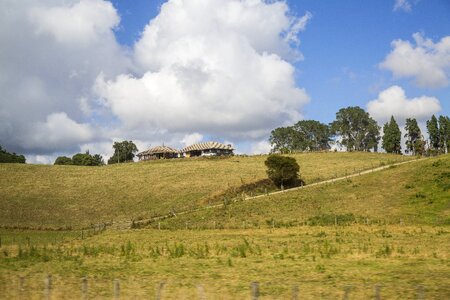 Grassland tree white cloud