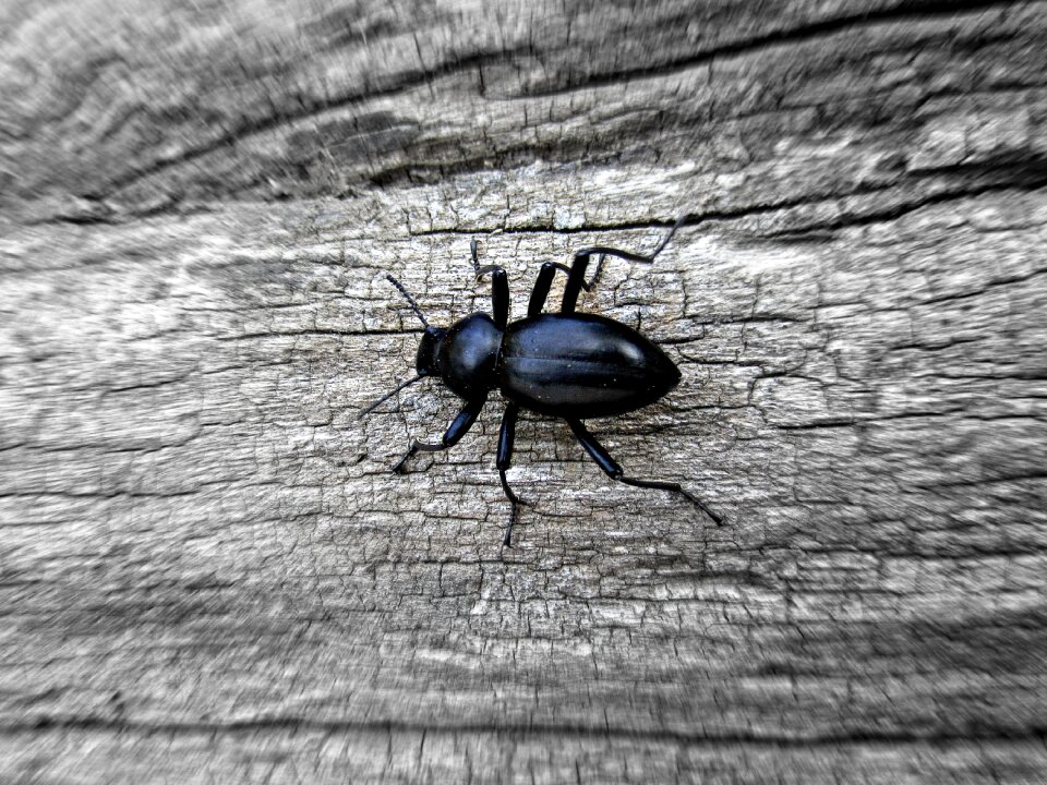 Beetle animal macro