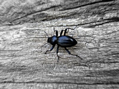 Beetle animal macro photo