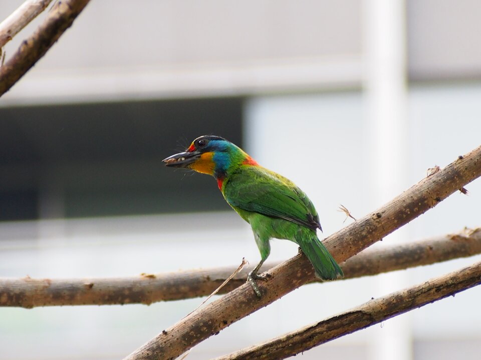 Parent birds homing muller's barbet