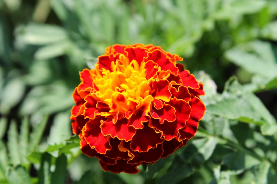Green nature red