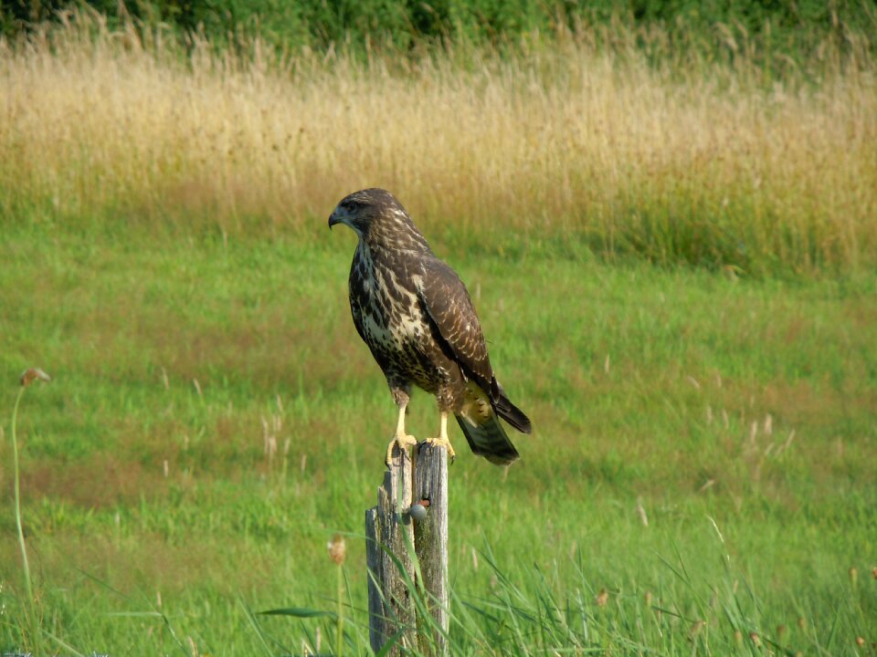 Common buzzard bird of prey nature