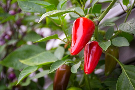 Pods eat chili peppers