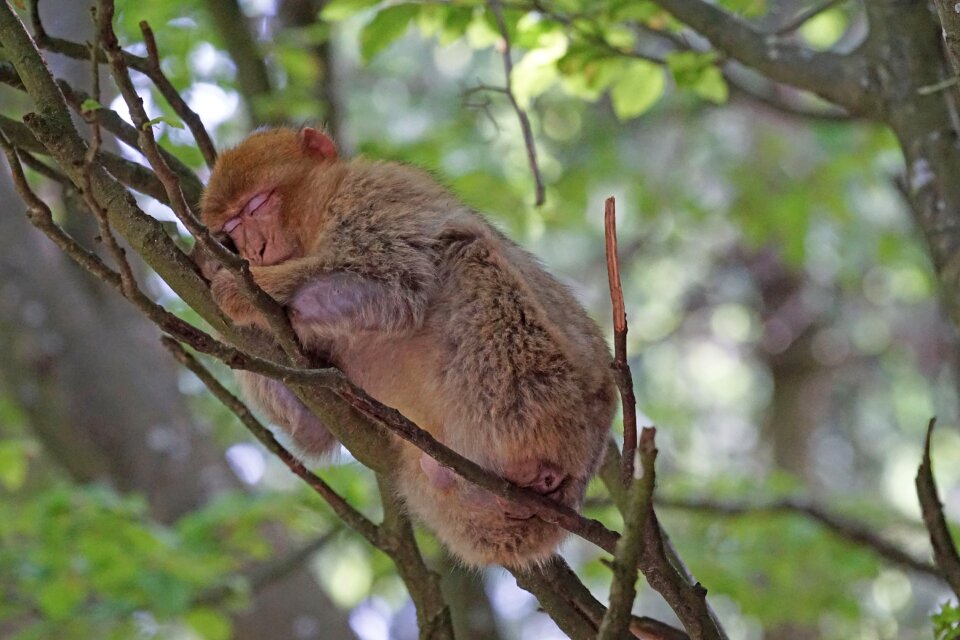 Nap salem monkey mountain