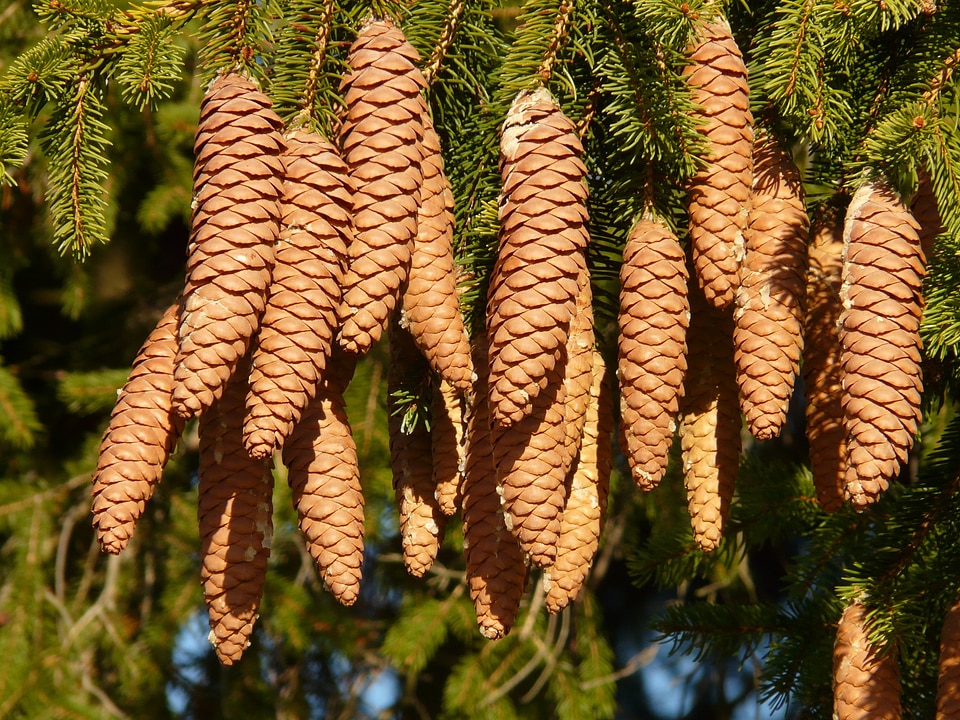 Conifer common spruce picea abies