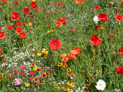 Summer meadow summer colorful