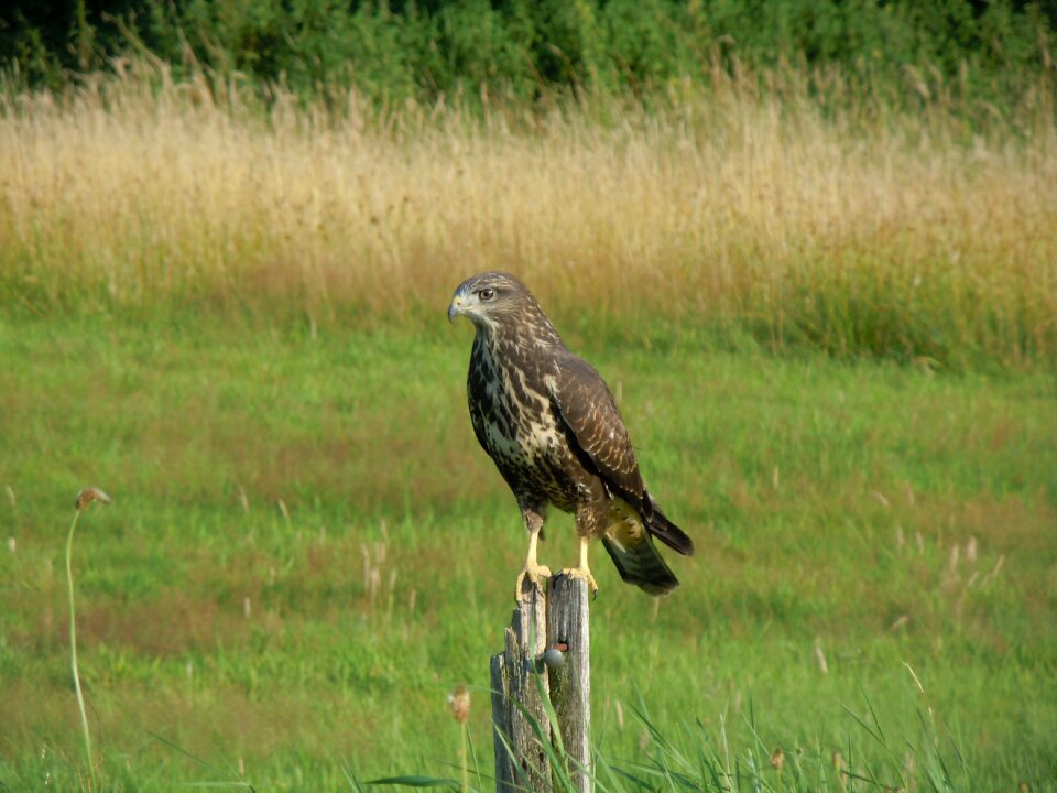 Common buzzard bird of prey nature